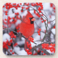 Cardinal rouge mâle, Hiver, IL