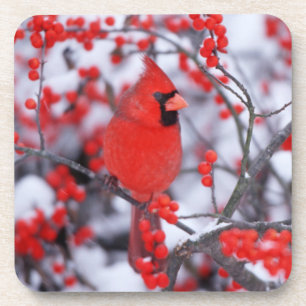 Dessous-de-verre Cardinal rouge mâle, Hiver, IL