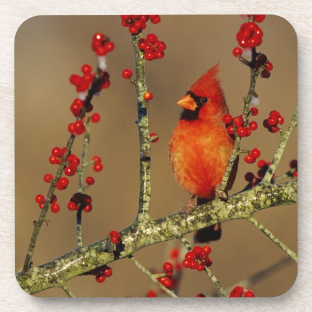 Dessous-de-verre Cardinal rouge mâle perché, IL (Devant)