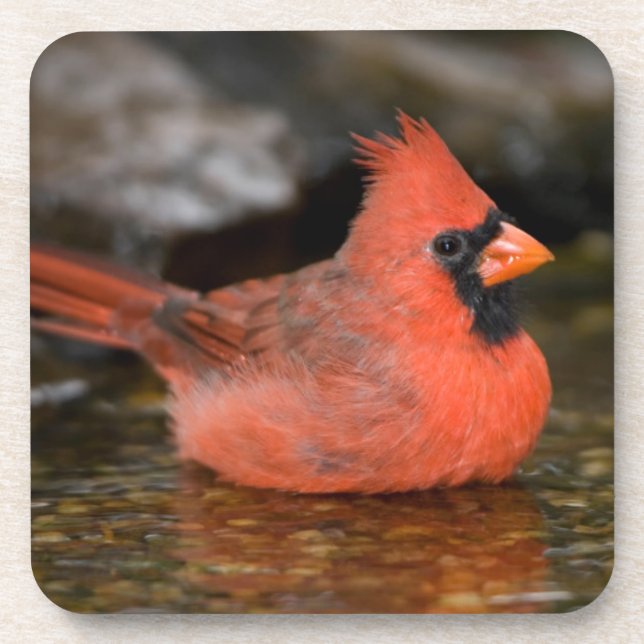 Dessous-de-verre Cardinal rouge mâle se baignant (Devant)