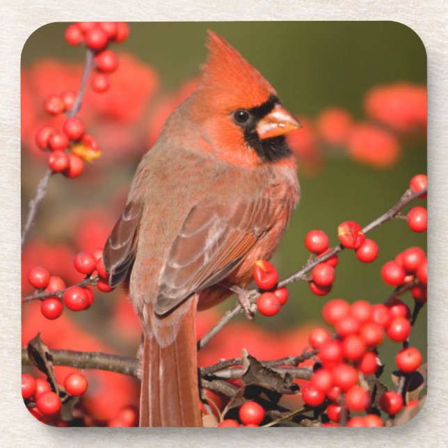 Dessous-de-verre Cardinal rouge sur Houx verticillé (Devant)
