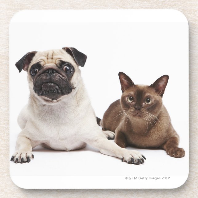 Dessous-de-verre Carlin et chat birman (Devant)