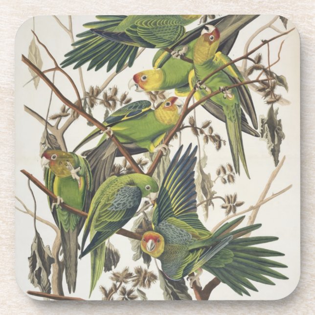 Dessous-de-verre Carolina Parakeet, de 'Birds of America', 1829 (Devant)