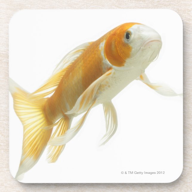 Dessous-de-verre Carpe (Cyprinus carpio) (Devant)