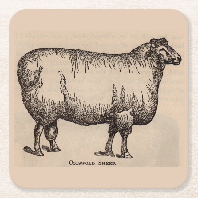 Dessous-de-verre Carré En Papier 19e century print cotswold sheep (Devant)