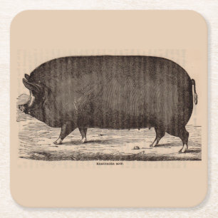 Dessous-de-verre Carré En Papier 19th century farm animal print Berkshire sow no. 2