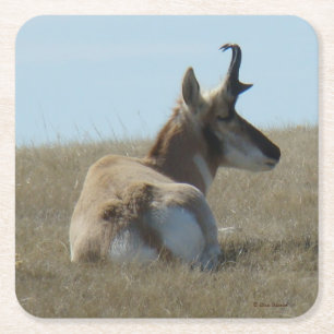 Dessous-de-verre Carré En Papier A16 Pronghorn Antelope Napping Buck
