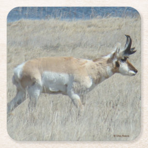 Dessous-de-verre Carré En Papier A23 Jeune Antilope Pronghorn