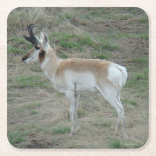 Dessous-de-verre Carré En Papier A26 Pronghorn Antelope Young Buck
