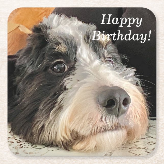 Dessous-de-verre Carré En Papier Adorable Bernedoodle (Devant)