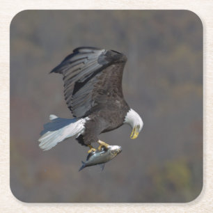 Dessous-de-verre Carré En Papier Aigle chauve regardant un poisson