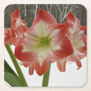 Dessous-de-verre Carré En Papier Amaryllis en Fête Rouge Neige Hiver Floral