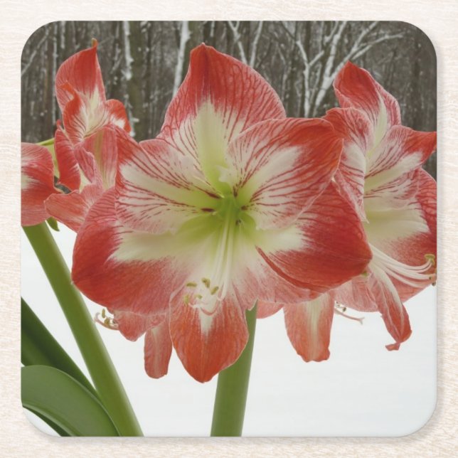 Dessous-de-verre Carré En Papier Amaryllis en Fête Rouge Neige Hiver Floral (Devant)