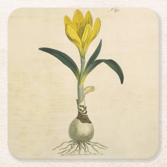 Dessous-de-verre Carré En Papier Amaryllis Tulip Jardin Botanique Fleur (Devant)