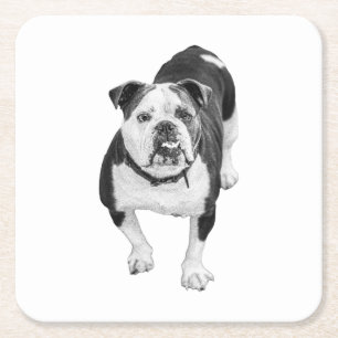 Dessous-de-verre Carré En Papier Ami d'hiver, Coaster Bulldog