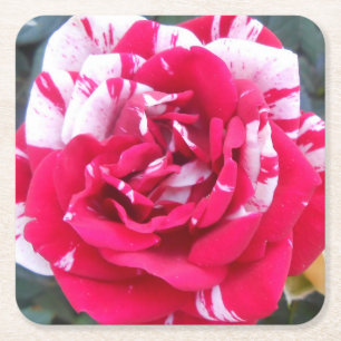 Dessous-de-verre Carré En Papier Ancienne