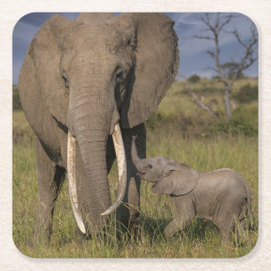 Dessous-de-verre Carré En Papier Animaux de bébés cutest Amama Elephant Avec Bébé