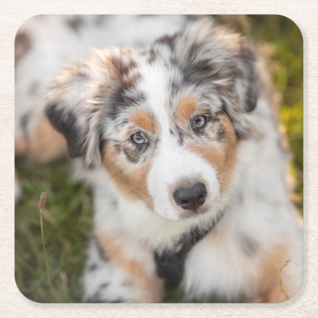Dessous-de-verre Carré En Papier Animaux de bébés cutest | Australian Shepherd Pupp (Devant)