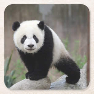 Dessous-de-verre Carré En Papier Animaux de bébés cutest   Baby Panda géant