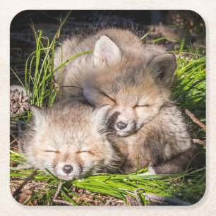 Dessous-de-verre Carré En Papier Animaux de bébés cutest   Baby Red Fox Kits Sleepi