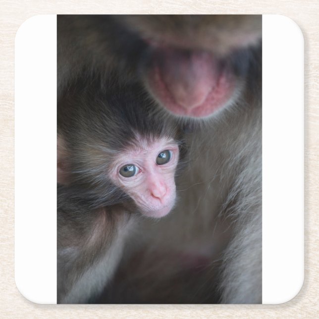 Dessous-de-verre Carré En Papier Animaux de bébés cutest | Bébé Macaque singe et mè (Devant)