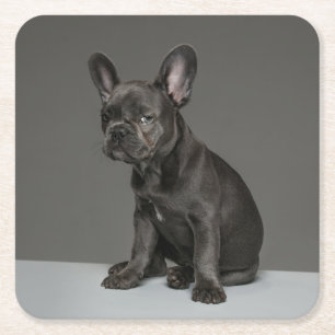 Dessous-de-verre Carré En Papier Animaux de bébés cutest   Blue French Bulldog Pupp