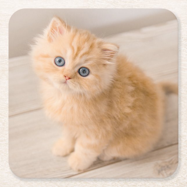 Dessous-de-verre Carré En Papier Animaux de bébés cutest | British Longhair Kitten (Devant)