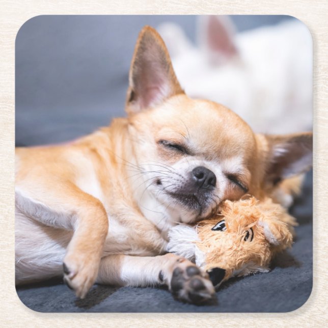 Dessous-de-verre Carré En Papier Animaux de bébés cutest | Chihuahua Chig aux cheve (Devant)