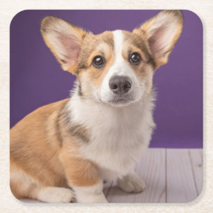 Dessous-de-verre Carré En Papier Animaux de bébés cutest   Corgi Chiple sur Purple
