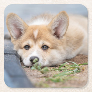Dessous-de-verre Carré En Papier Animaux de bébés cutest   Corgi Laying in the Yard