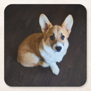 Dessous-de-verre Carré En Papier Animaux de bébés cutest   Corgi levant les yeux