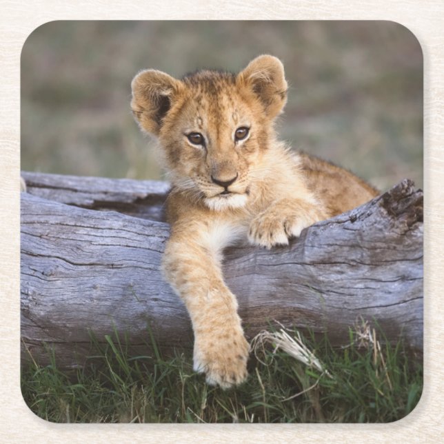 Dessous-de-verre Carré En Papier Animaux de bébés cutest | Cute Lion Cub (Devant)