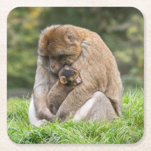 Dessous-de-verre Carré En Papier Animaux de bébés cutest Famille Barbary Macaque