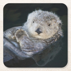 Dessous-de-verre Carré En Papier Animaux de bébés cutest Flottant de Loutres de m