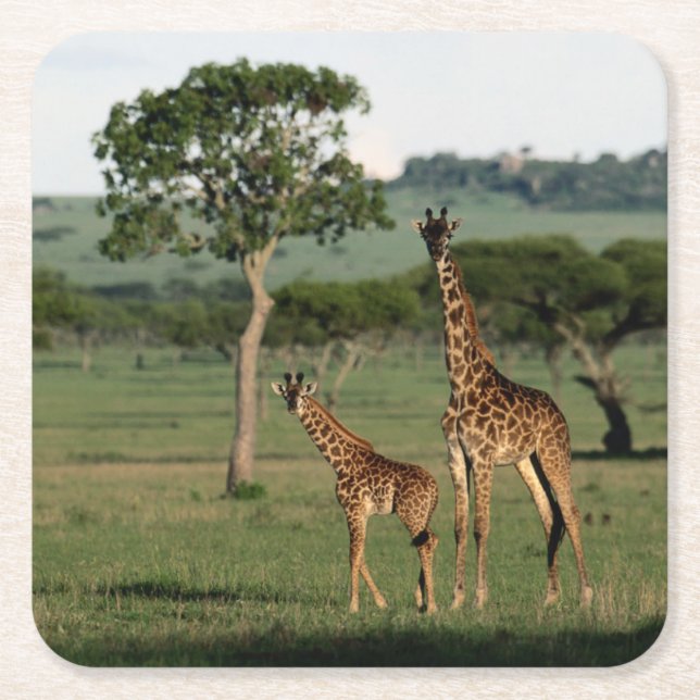 Dessous-de-verre Carré En Papier Animaux de bébés cutest | Giraffe Calf & Mama (Devant)
