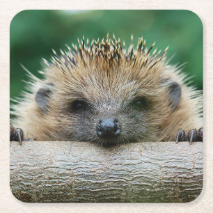 Dessous-de-verre Carré En Papier Animaux de bébés cutest Hedgehog Smile
