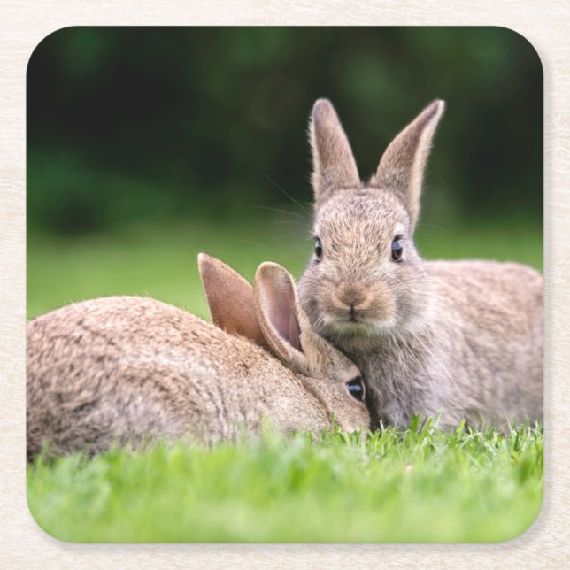 Dessous-de-verre Carré En Papier Animaux de bébés cutest | Lapins de lapin sauvage (Devant)