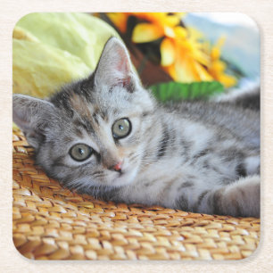 Dessous-de-verre Carré En Papier Animaux de bébés cutest   Lounge Kitten