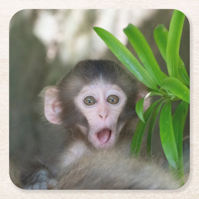 Dessous-de-verre Carré En Papier Animaux de bébés cutest | Singe des neiges surpris (Devant)