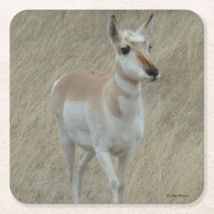 Dessous-de-verre Carré En Papier Antilope d'Amérique