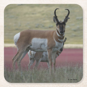 Dessous-de-verre Carré En Papier Antilope d'Amérique A24