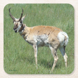 Dessous-de-verre Carré En Papier Antilope d'Amérique A3 en train de mâcher