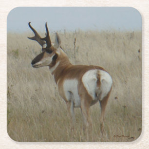 Dessous-de-verre Carré En Papier Antilope d'Amérique mâle A22