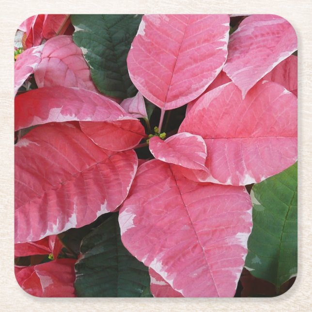 Dessous-de-verre Carré En Papier Argent Star Marbre Poinsettias Pink Holiday Floral (Devant)