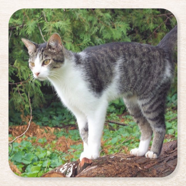 Dessous-de-verre Carré En Papier Attention ! Kitty - Chat - Dessous de verre (Devant)