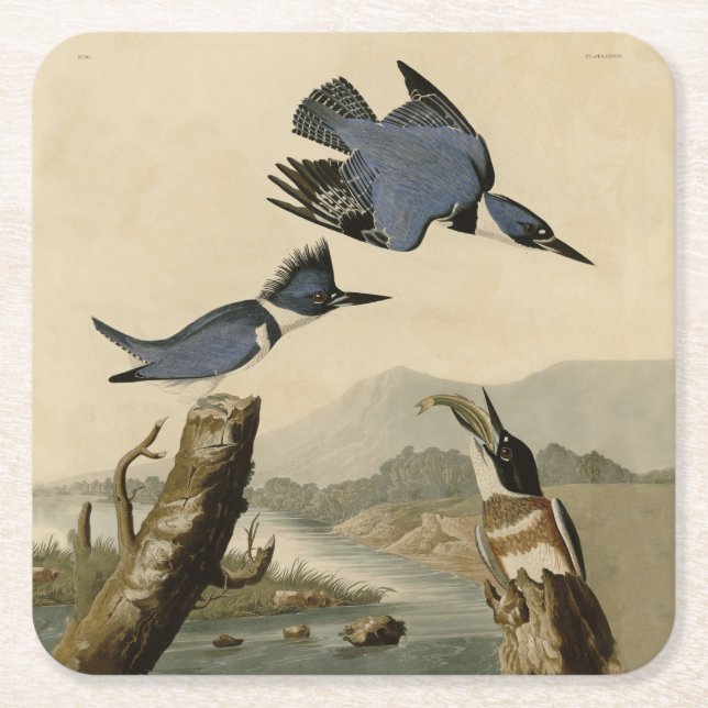 Dessous-de-verre Carré En Papier Audubon Belted Kingfisher Wildlife Bird (Devant)