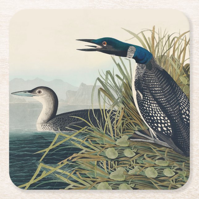Dessous-de-verre Carré En Papier Audubon Bird Loon Diver Classic (Devant)