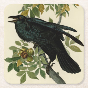 Dessous-de-verre Carré En Papier Audubon Raven Oiseau classique