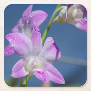 Dessous-de-verre Carré En Papier Australie, Territoire du Nord, Darwin