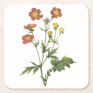 Dessous-de-verre Carré En Papier avens(Geum coccineum) par Redouté